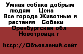 Умная собака добрым людям. › Цена ­ 100 - Все города Животные и растения » Собаки   . Оренбургская обл.,Новотроицк г.